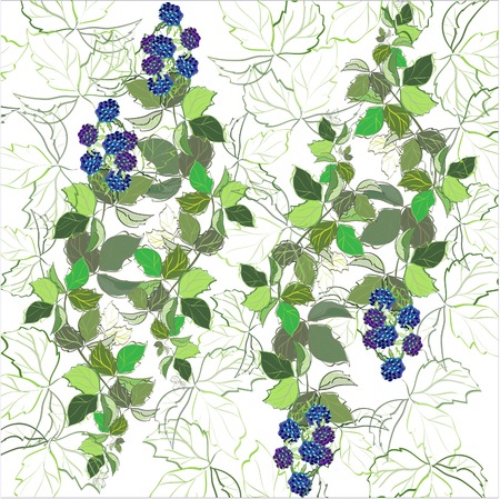The beautiful image of branches with a blackberry.のイラスト素材