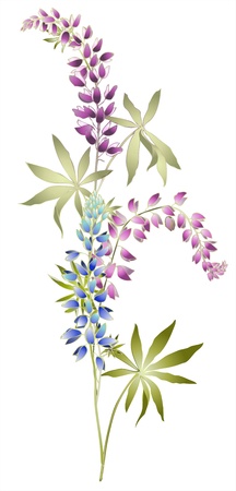 Greeting card with lupine . Illustration lupines.のイラスト素材