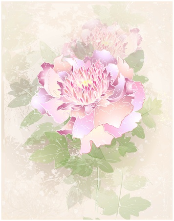 Greeting card with peony. Illustration peony.のイラスト素材