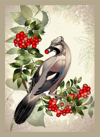 Bird a jay on a mountain ash branch.Greeting card with a bird.のイラスト素材