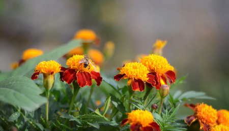 A large striped fly drinking nectar in the orange colors of the marigolds in the garden