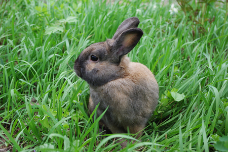 A small brown rabbit sitting in green grass in summerの写真素材