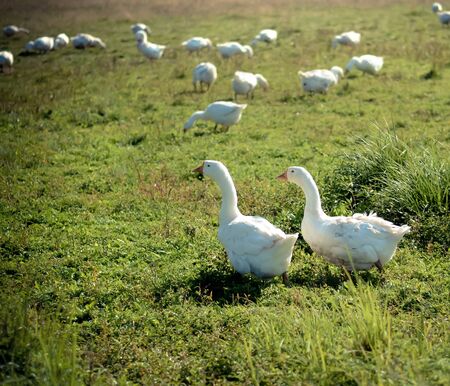 Two graceful white goose standing next to each other in the green grass on the meadowの写真素材