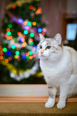 White fluffy cat with blue eyes on the background of colored lightsの写真素材
