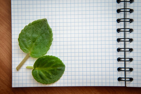 Green violet leaves in the open notebook in the box with the place for text