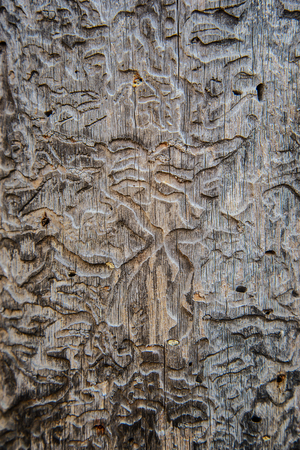 Unusual textured rough texture of the old wood, eaten by bark beetleの写真素材