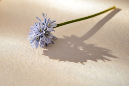 Sprig of small blue flowers lying on an old sheet of paper in the sunlight and casts a beautiful shadowの写真素材