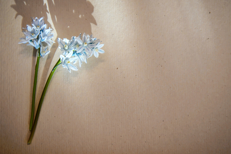 Sprig of small blue flowers lying on an old sheet of paper in the sunlight and casts a beautiful shadowの写真素材