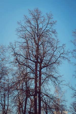 A leafless tree in early spring against a blue clear skyの写真素材