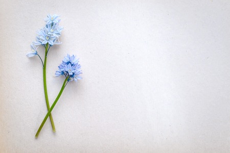 Beautiful photo greeting with two small blue flowers on green stalks on a background of white paper with copy spaceの写真素材