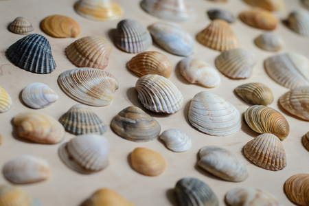 Background with lots of small bright sea shells lie on the surface of the light close upの写真素材