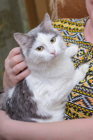 The big gray-white cat in the hands of women closeupの写真素材