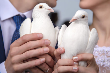 Beautiful white pigeons in the hands of the bride and groom closeupの写真素材