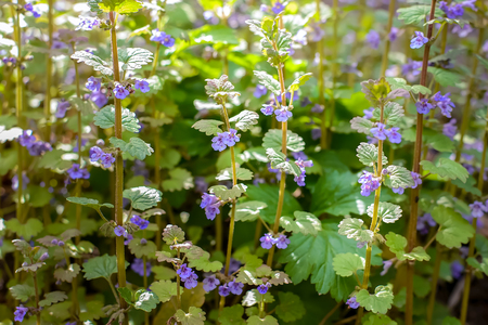 Beautiful background of small purple flowers in sunlightの写真素材