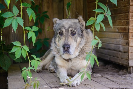 Big beautiful Central Asian shepherd dog lying near his wooden doghouseの写真素材