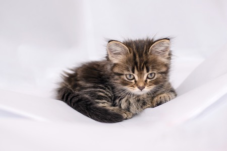 Beautiful fluffy, cute little kitten lying on white cloth backgroundの写真素材