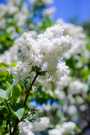 Beautiful branch of white persian terry lilac in sunny weatherの写真素材