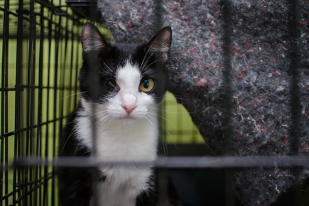 Cute black and white cat with one eye in the shelter is looking for and waiting for its ownerの写真素材