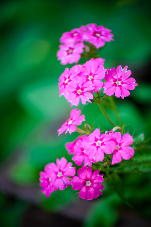 Pink small flowers of phlox on a blurred green background in the garden in summerの写真素材