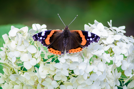 Beautiful butterfly chocolatier with bright wings on white hydrangea flowersの写真素材