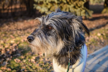 Portrait of a shaggy dog mongrel on a walk in the park on a sunny dayの写真素材
