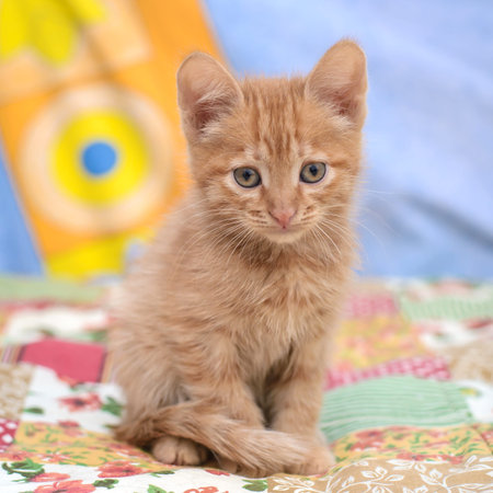Portrait of a cute little red kitten on a colorful blanket at home