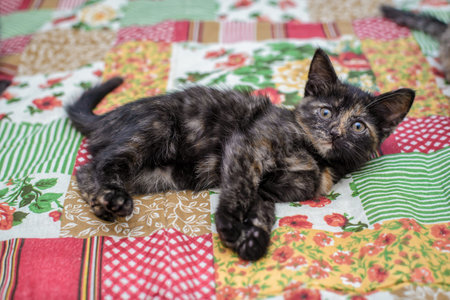 Portrait of a cute little gray striped kitten on a colorful bedspread at homeの写真素材