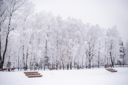 Beautiful winter landscape with snow-covered trees with frost on the branches in the parkの写真素材