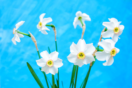 A bouquet of white daffodils on a bright blue background closeupの写真素材