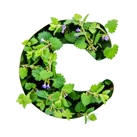The letter C of the English alphabet of leaves of green plants in a white paper stencilの写真素材