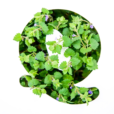 The letter Q of the English alphabet of leaves of green plants in a white paper stencilの写真素材