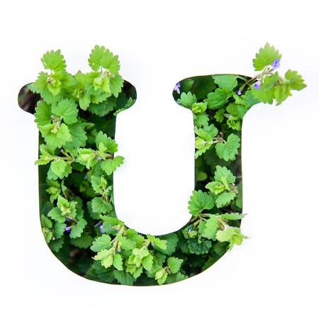 The letter U of the English alphabet of leaves of green plants in a white paper stencilの写真素材