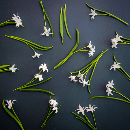 Small white spring flowers Chionodoxa on a dark green backgroundの写真素材