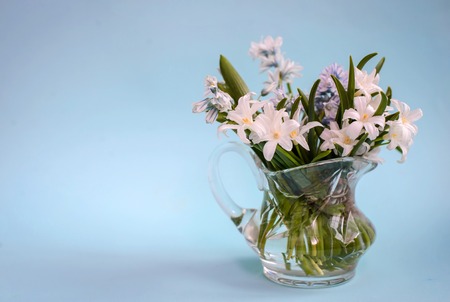 Bouquet of white spring flowers Chionodoxa in a small glass vase on a blue background with copy spaceの写真素材