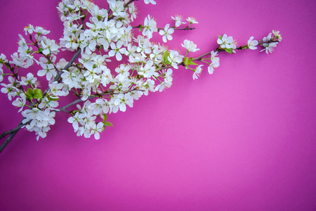 White plum blossom branch on a bright pink background with copy spaceの写真素材