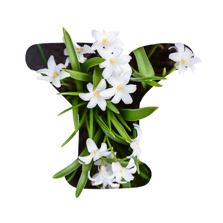 The letter Y of the English alphabet of small white chionodoxa flowersの写真素材