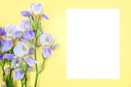 Purple irises and a white sheet of paper for text on a yellow background, mockup for greeting cards, top view, copy spaceの写真素材