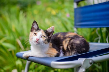 Little cute tricolor kitten lying in the summer gardenの写真素材