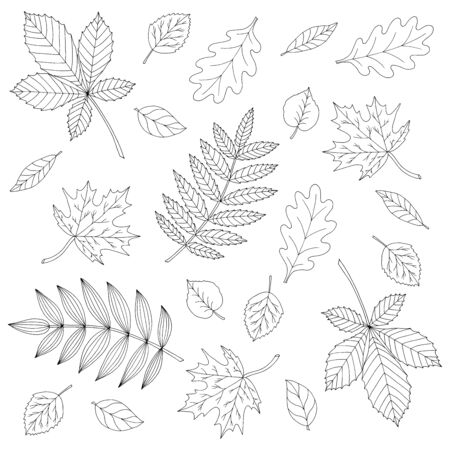 Set of different beautiful autumn leaves, coloring page for kids and adultsのイラスト素材