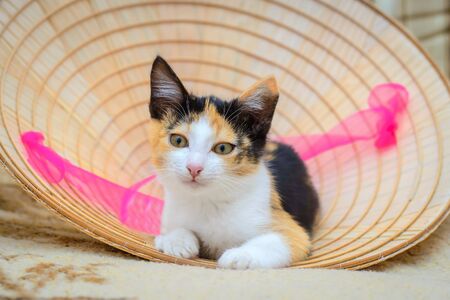Cute tricolor kitten lies on the background of a straw hat with a pink ribbonの写真素材