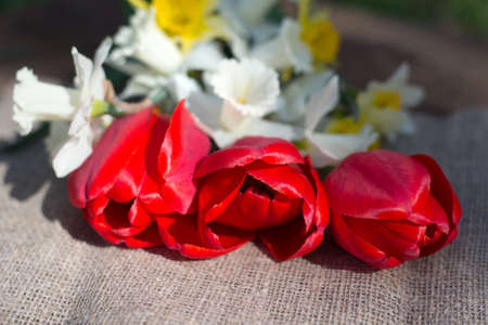 Bouquet of white daffodils and red tulips closeupの写真素材