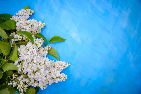 Branches of beautiful white lilac on a bright blue background, copy spaceの写真素材