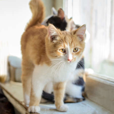 Very cute fluffy red and white kitten looks surprised in a room in the sunlightの写真素材