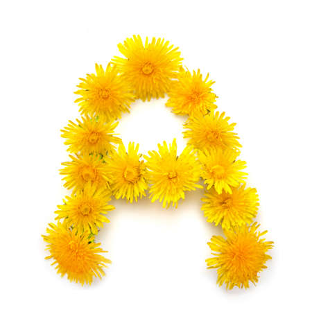The letter A of the English alphabet of yellow dandelion flowers, isolate on a white backgroundの写真素材