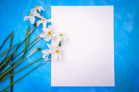 Beautiful frame with white daffodils and a piece of paper for text, on a blue background. Copy spaceの写真素材