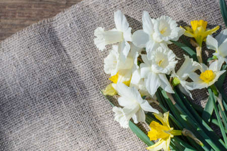 A bouquet of white spring daffodils on a rustic canvas background in the sunlight, copy spaceの写真素材