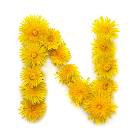 The letter N of the English alphabet of yellow dandelion flowers, isolate on a white backgroundの写真素材