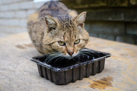 Tabby cat drinks water from a bowl outside