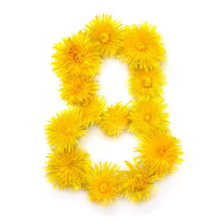 Number 8 of bright yellow dandelion flowers, isolate on a white backgroundの写真素材