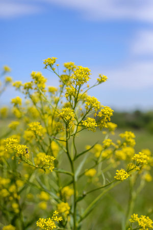 Small yellow country flowers in a field on a clear summer day with a blue sky close up
